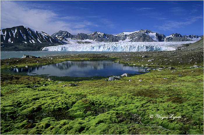 14th of July Glacier Svalbard Archipelago 102 by Dr. Wayne Lynch &copy;